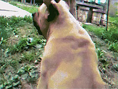 ��һ����Ƥ���˸��Ƕ�ô������