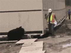 �׼Ҳ��ǻ�������������