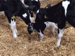 һֻ��д���±ƹ�