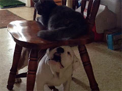 ɵɵ��������