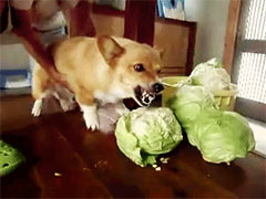 �����Զ������Ķ�Ҫ.....����