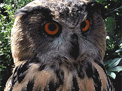 ���ӿ���ӥ��������ͱһ������