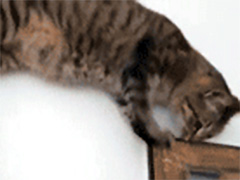 ��������ô��ȥ������