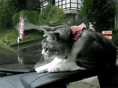 ��è����