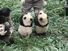 ���������ѩ��ѥ����������