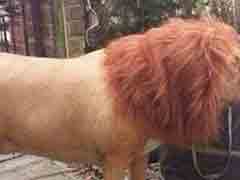 ����Ϊ�������;���ʨ����