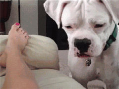 һ���������Ķ�̬ͼƬ�����Ų��ţ�