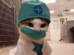 �����˰棺��ʿ���ջ�