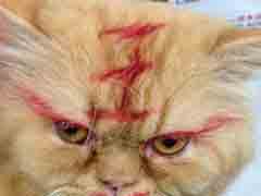 �����ӣ����⻯ױ��ɶȥ